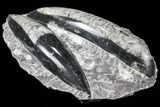 Polished Orthoceras (Cephalopod) Fossils - Morocco #96631-1